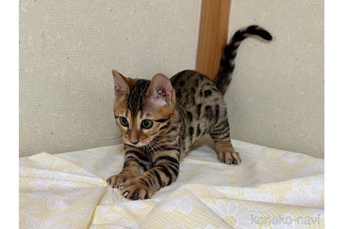 成約済の愛知県のベンガル-83168の4枚目