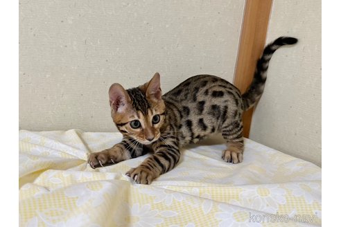 成約済の愛知県のベンガル-83168の5枚目