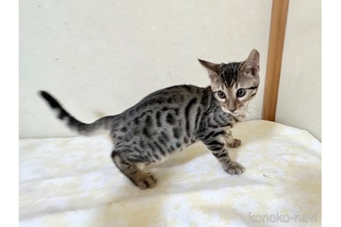 成約済の愛知県のベンガル-83169の2枚目