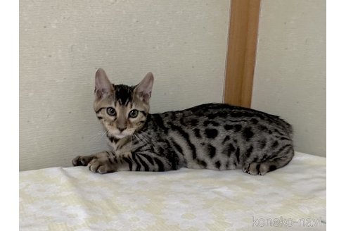 成約済の愛知県のベンガル-83169の4枚目