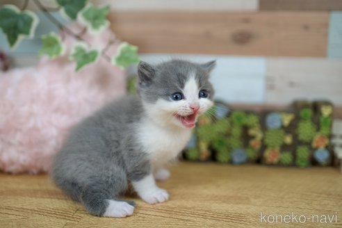 成約済の北海道のフォールデックス-83179の5枚目