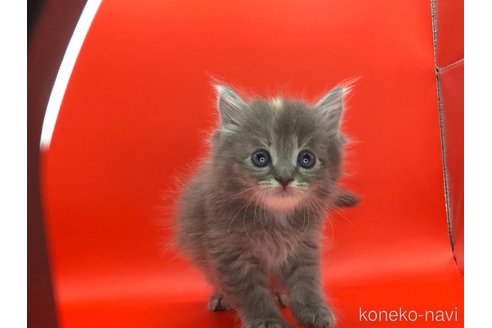 成約済の三重県のサイベリアン-83181の3枚目