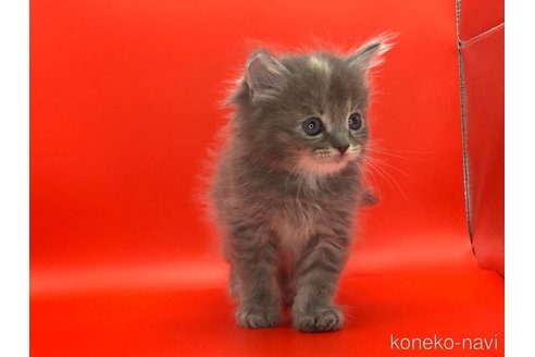 成約済の三重県のサイベリアン-83181の2枚目
