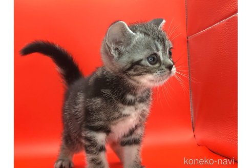 成約済の三重県のアメリカンショートヘア-83188の9枚目