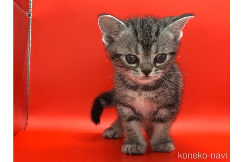 成約済の三重県のアメリカンショートヘア-83188の3枚目