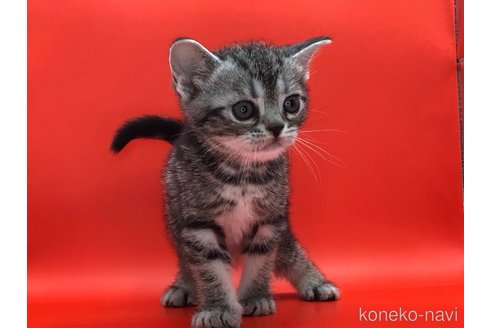 成約済の三重県のアメリカンショートヘア-83188の4枚目
