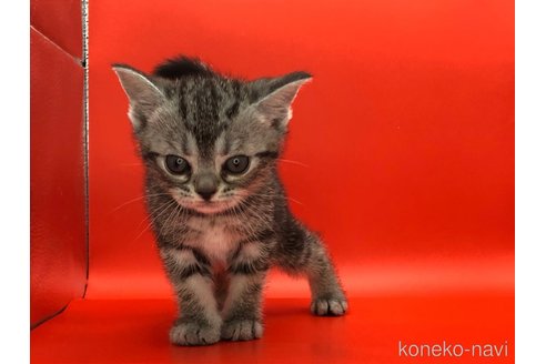 成約済の三重県のアメリカンショートヘア-83188の5枚目