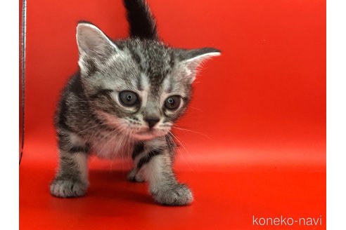 成約済の三重県のアメリカンショートヘア-83188の7枚目