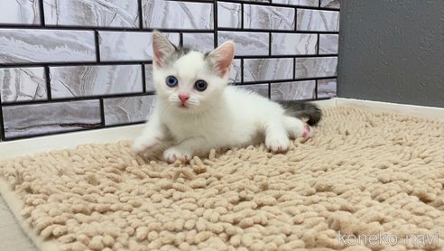 成約済の福岡県のマンチカン(短足)-83190の2枚目