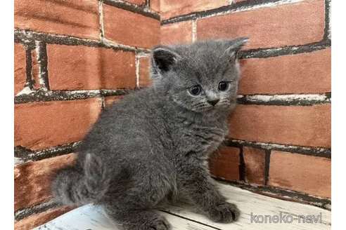 成約済の大阪府のブリティッシュショートヘア-83210の2枚目