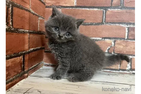 成約済の大阪府のブリティッシュショートヘア-83213の2枚目