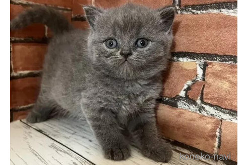 成約済の大阪府のブリティッシュショートヘア-83214の3枚目