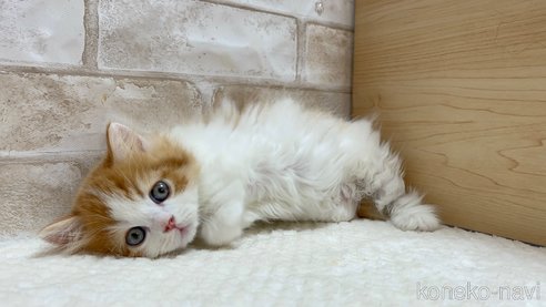 成約済の愛知県のマンチカン(短足)-79815の3枚目