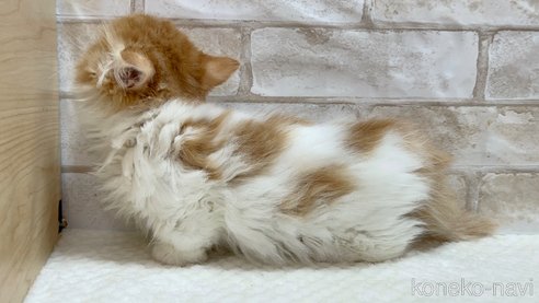 成約済の愛知県のマンチカン(短足)-79815の2枚目