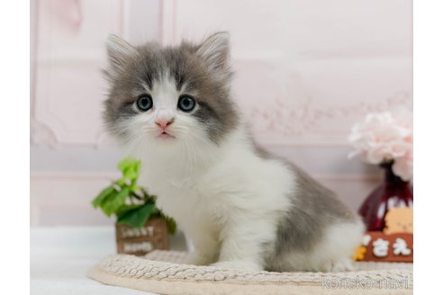 成約済の神奈川県のノルウェージャンフォレストキャット-83295の5枚目