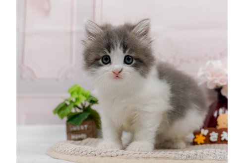成約済の神奈川県のノルウェージャンフォレストキャット-83295の8枚目