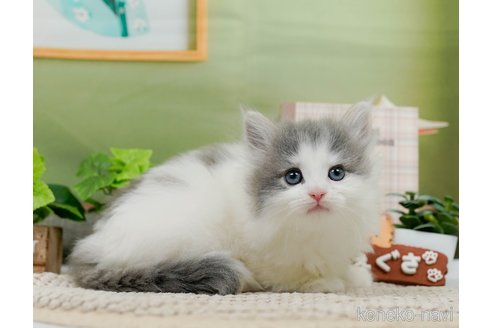 成約済の神奈川県のノルウェージャンフォレストキャット-83308の2枚目