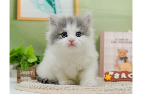 成約済の神奈川県のノルウェージャンフォレストキャット-83308の1枚目