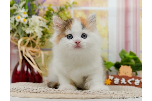 成約済の神奈川県のノルウェージャンフォレストキャット-83323の6枚目