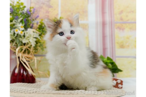 成約済の神奈川県のノルウェージャンフォレストキャット-83323の7枚目