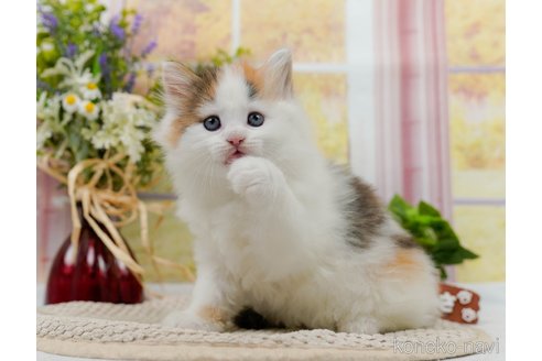 成約済の神奈川県のノルウェージャンフォレストキャット-83323の8枚目