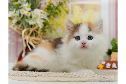 成約済の神奈川県のノルウェージャンフォレストキャット-83323の10枚目
