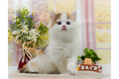 成約済の神奈川県のノルウェージャンフォレストキャット-83323の11枚目