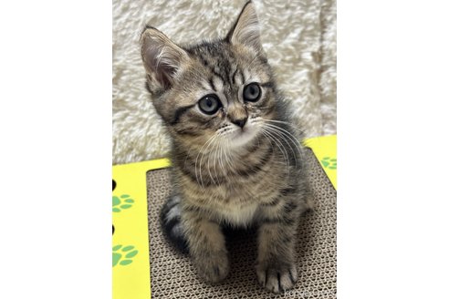 成約済の奈良県のその他の猫種-79904