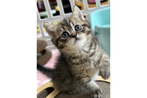 成約済の奈良県のその他の猫種-79904の4枚目