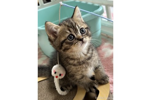 成約済の奈良県のその他の猫種-79904の2枚目