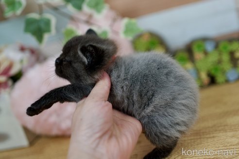 成約済の北海道のフォールデックス-83367の4枚目