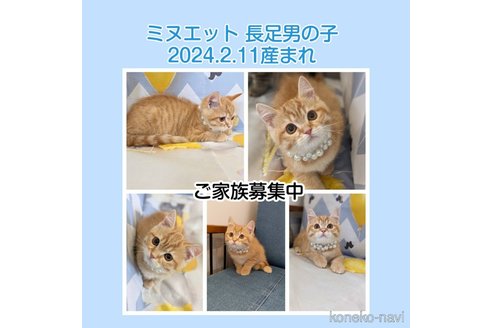 成約済の埼玉県のミヌエット-83372の7枚目