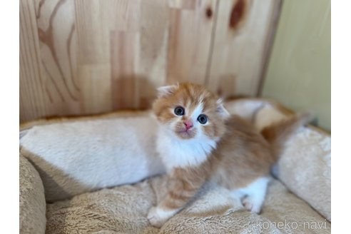 成約済の長野県のスコティッシュフォールド(折れ耳)-83387の4枚目