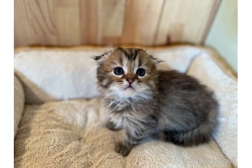 成約済の長野県のスコティッシュフォールド(折れ耳)-83388の3枚目