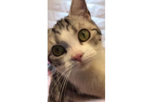 シリくん1枚目
