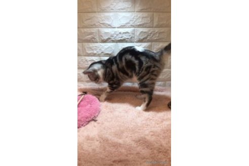 シリくん1枚目