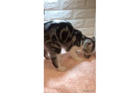 シリくん1枚目