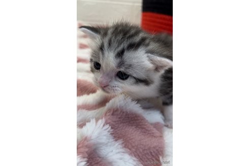 成約済の埼玉県のスコティッシュフォールド-83419の9枚目