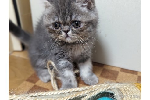 成約済の愛知県のエキゾチックショートヘア-80140の3枚目