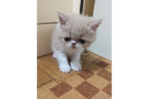成約済の愛知県のエキゾチックショートヘア-82767の2枚目