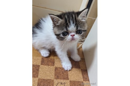 成約済の愛知県のエキゾチックショートヘア-82766の4枚目