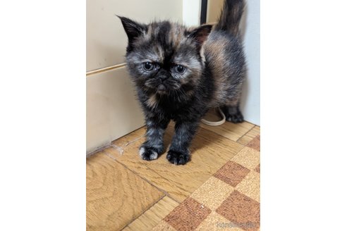 成約済の愛知県のエキゾチックショートヘア-82765の8枚目