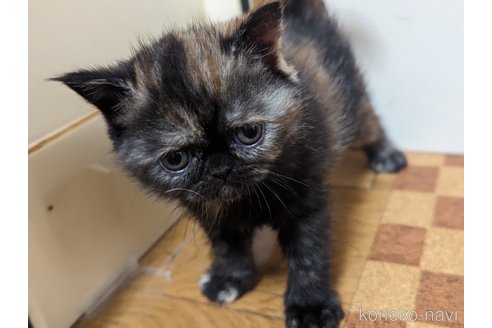 成約済の愛知県のエキゾチックショートヘア-82765の6枚目