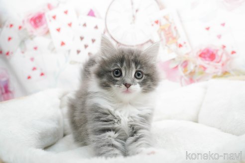 成約済の茨城県のノルウェージャンフォレストキャット-83480の2枚目