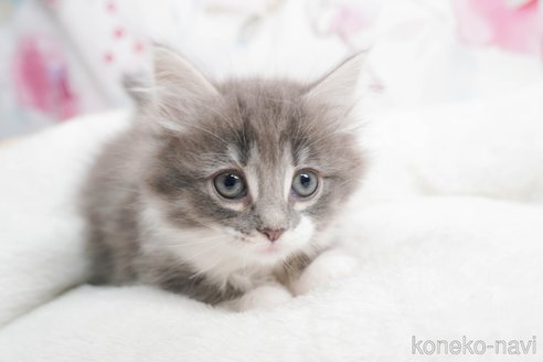 成約済の茨城県のノルウェージャンフォレストキャット-83480の1枚目