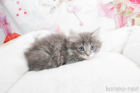 成約済の茨城県のノルウェージャンフォレストキャット-83480の3枚目