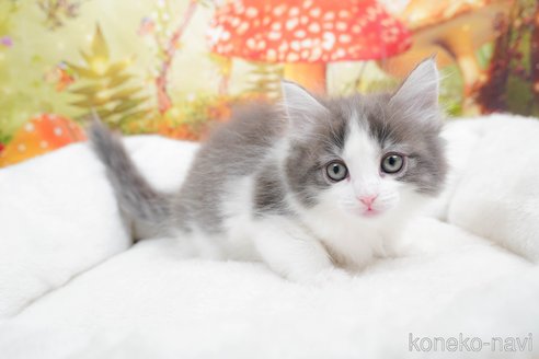 成約済の茨城県のノルウェージャンフォレストキャット-83485の1枚目