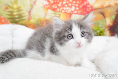 成約済の茨城県のノルウェージャンフォレストキャット-83485の2枚目