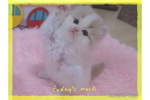 成約済の愛媛県のミヌエット-83500の2枚目