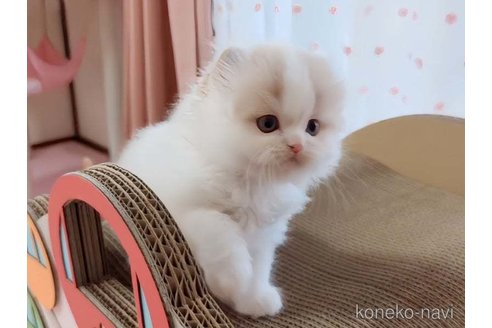 成約済の愛媛県のミヌエット-83500の3枚目